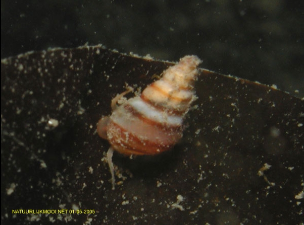 Cingula trifasciata